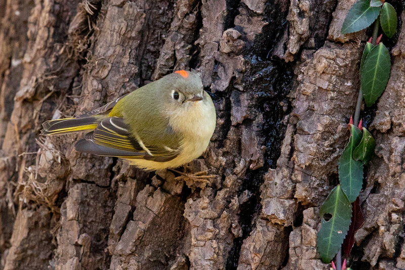 The Ruby-crowned Kinglet is a tiny bird overflowing with energy. It rarely sits still, always foraging frantically through lower branches of shrubs and trees. 