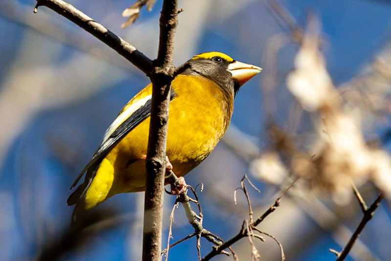 The Evening Grosbeaks have an enormous bill that is used to crush seeds that are too big for other birds. They are considered a friend of the forests because they eat budworms which are a serious forest pest. 